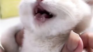 Cutest cat ever ????