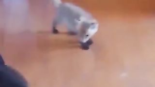 Little cuties 2