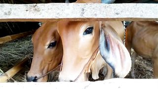 Beautiful, Active and Lucrative Animal the Cow