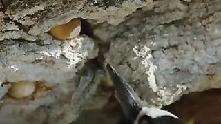 ağaçkakanların bir ağacın içine gagalarıyla oyarak tamı tamına 50 bin tane meşe palamudu saklayabildiğini biliyor muydunuz?