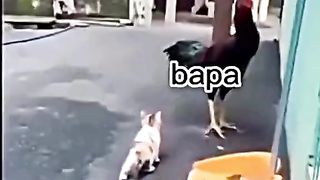 See after cook is in relationship with cat????????????