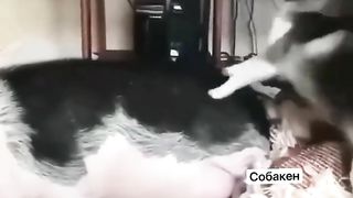 Sleeping 4