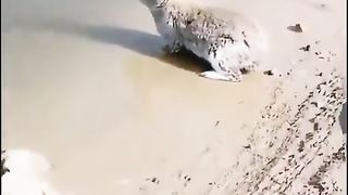 rabbit swimming in the sea