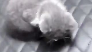 cat falling asleep