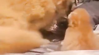 Mother cat doesn't want her kittens to touch