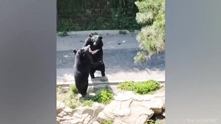 OMG You're Cute! | FUNNIEST Animals Compilation ????