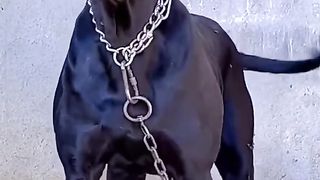 Video dogs are