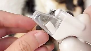 (高清版)曼玉manyu沉浸式护理spa ASMR #柴犬 #豆柴 #抖音 #柴犬可愛い.