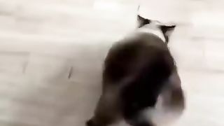 Tendance chats mignons???? bobines drôles #shortsvideo #funnycat #trending #animals #viralshorts.