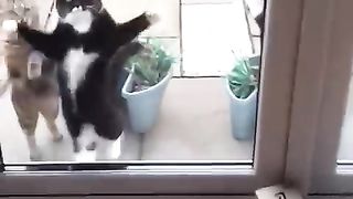 Drôles D’animaux Et Animaux Mignons Vidéos Compilation 032 #funny animaux #healing #shorts.