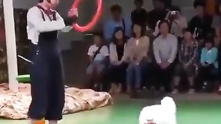 Jumping cat 2