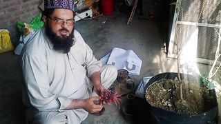 ایک پائن ایپل کے پودے سے ہم نے کتنے زیادہ پودے کیسے بنائے