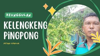 Keunggulan Kelengkeng Pingpong