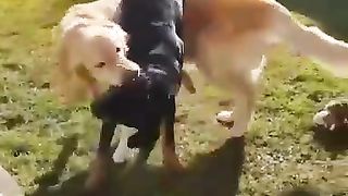 Doggy 2