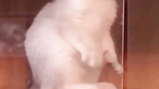 Funny videos 2023 | funny cats and dogs short 1