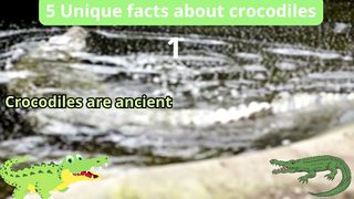 5 Unique Facts about crocodiles