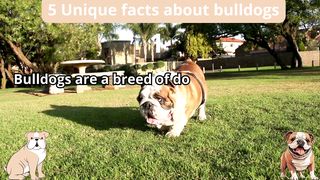 5 Unique Facts about bulldogs