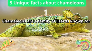 5 Unique Facts about chameleons