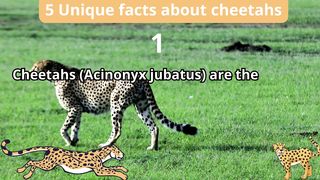 5 Unique Facts about cheetahs