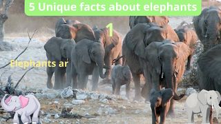 5 Unique Facts about elephants