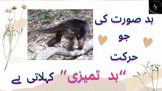 Bad Tameezi & ADDA بدتمیزی & ادا