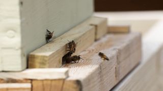 "Honey Harmony: A Journey into the Sweet Symphony of Nature's Bounty"