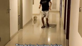 Funny Cat Videos 5