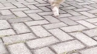 Funny Cat Videos 6