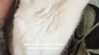 Funny Cat Videos 7