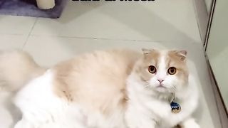 Funny Cat Videos 9
