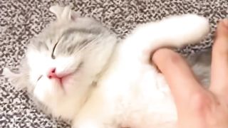 New funny video | cute cats videos