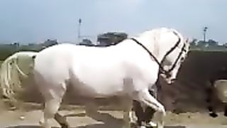 White horse dance