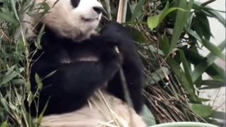 Panda Bamboo Quality Inspector and His Little Bird Friends.
