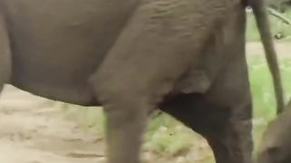 The elephants