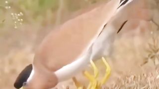 Dance of birds