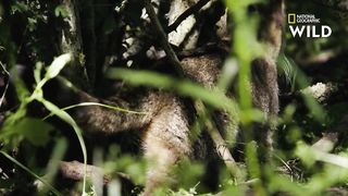 La chasse des chats sauvages est semblable à celle des tigres.