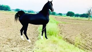 Black Horse 2