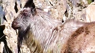 مار خور