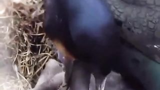 Birds 20