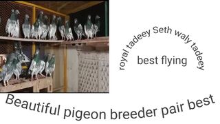 Tadeey seth waly royal tadeey pigeon beautiful breeder pair