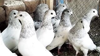 Gray breeder pair white aye blue aye