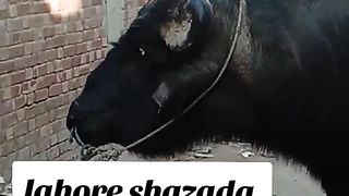 Gujjar 3