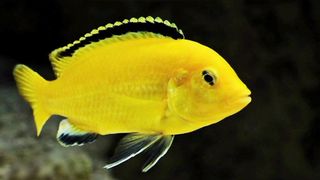 Ikan Lemon