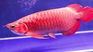 Ikan Arwana