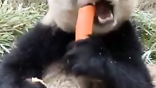 Panda 10