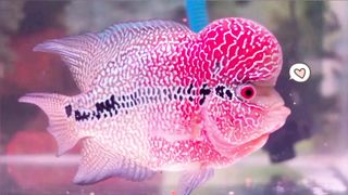 Ikan Louhan