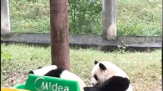 Energetic and playful little panda, ???? especially loves climbing trees ????, symbolizing joy and freedom.