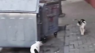 Funny Cat Viral Video 46