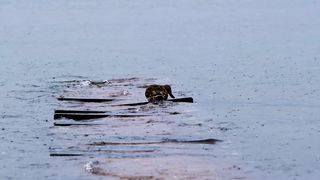 Birds in Water | Beautiful Nature | Animal Videos
