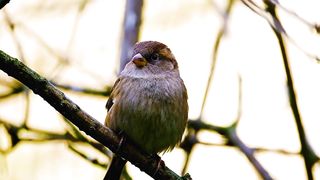 Beautiful Bird | Trees |Natural Beauty | Animal Videos